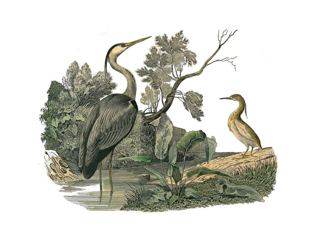 Tablero zoológico que representa aves acuáticas y zancudas cultrirostras (con picos grandes, largos y fuertes): garza y cangrejo. Lámina extraída de los nueve volúmenes sobre aves en 