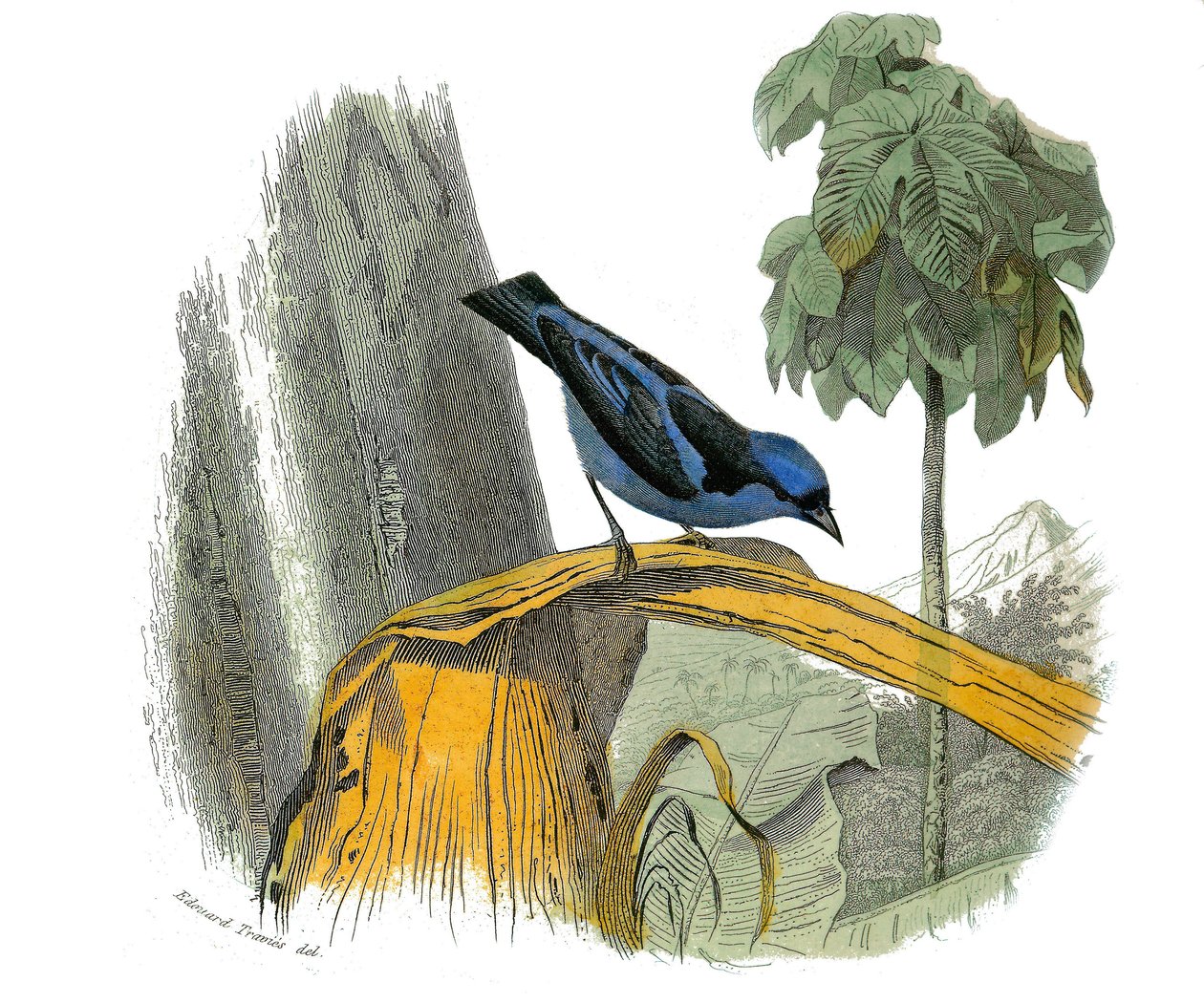 Placa de Historia Natural: Tabla zoológica que representa a los paseriformes dentirostros. El pitpit azul. Placa extraída de los nueve volúmenes sobre aves en 