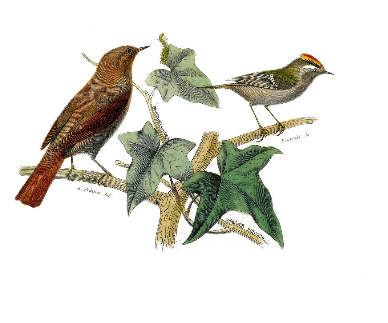 Tablero zoológico que representa paseriformes dentirostros (con echancre). El ruiseñor y el rey. Lámina extraída de los nueve volúmenes sobre aves en 