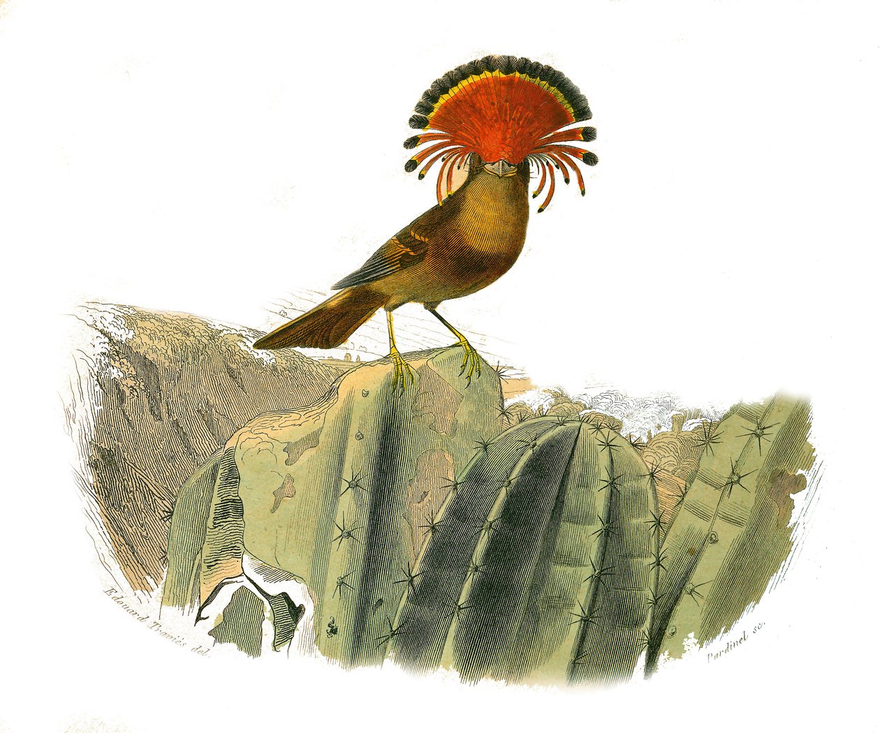 Placa de Historia Natural: Tabla zoológica que representa paseriformes dentirrostros (con escotadura). Rey de las moscas. Placa extraída de los nueve volúmenes sobre aves en "Obras completas de Buffon" escritas por el naturalista Georges Louis Leclerc, Con de Edouard Travies