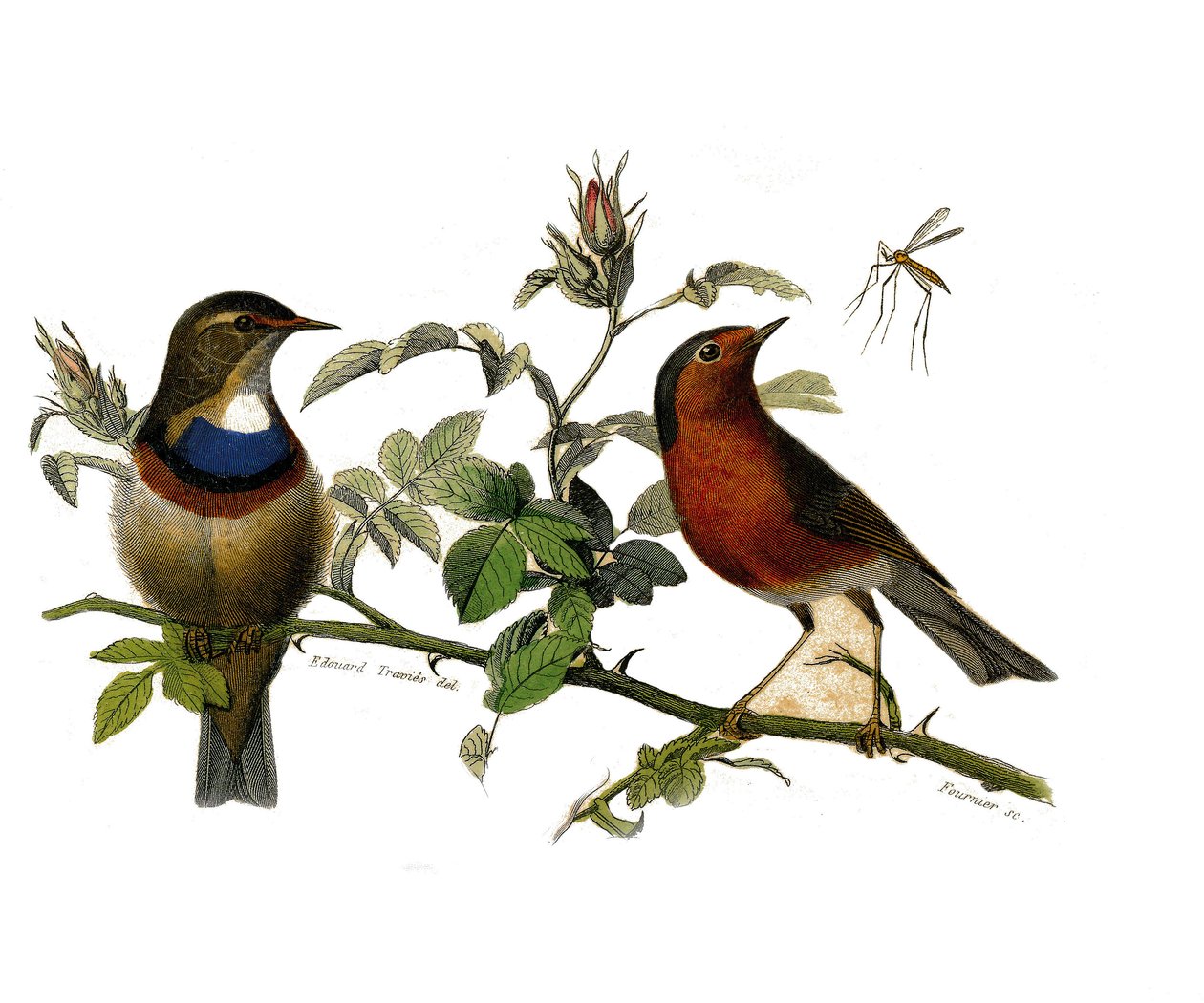 Historia natural: Tabla zoológica que representa paseriformes dentirostros de Edouard Travies