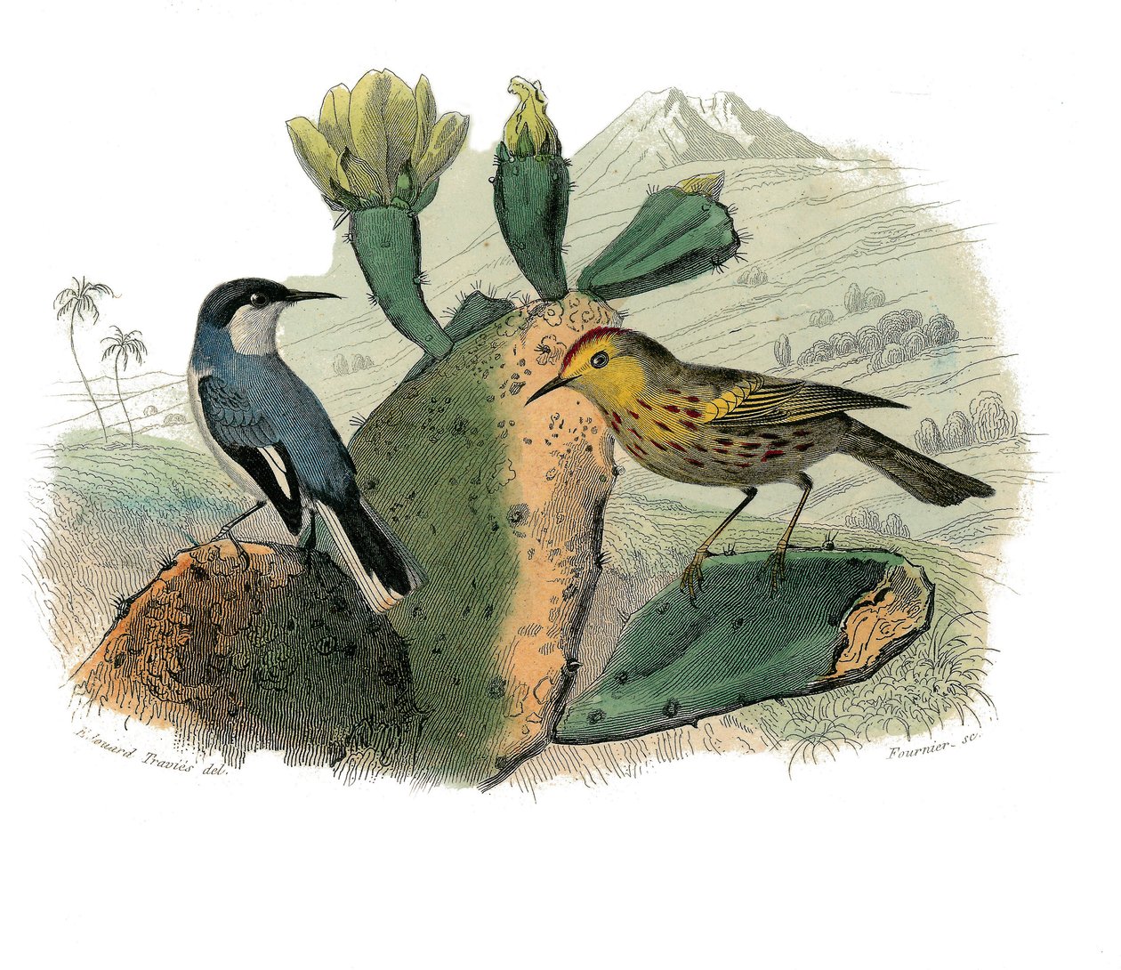 Historia natural: Tabla zoológica que representa paseriformes dentirostros de Edouard Travies