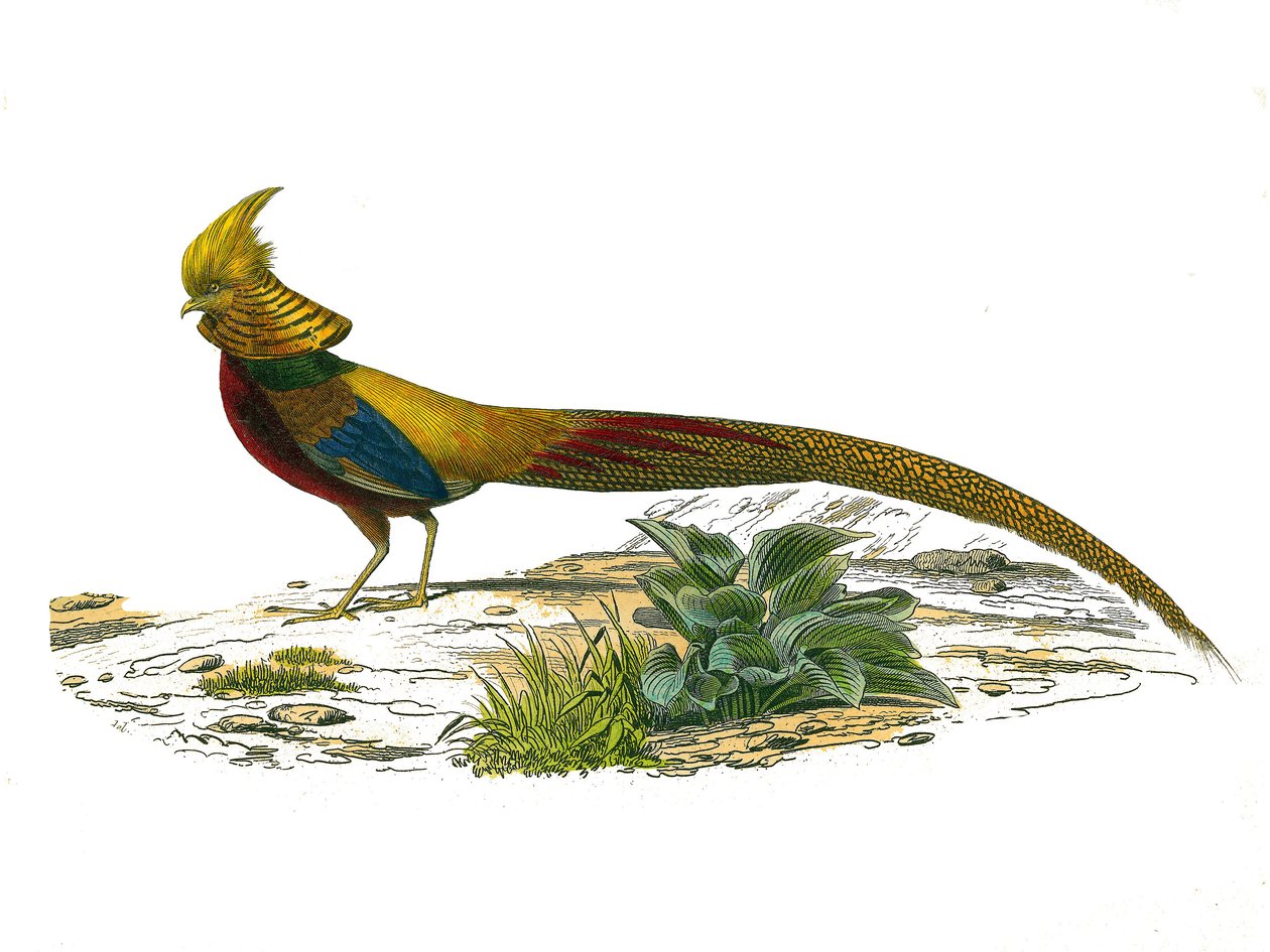 Lámina de historia natural: Lámina zoológica que representa gallináceas: el faisán dorado chino. Lámina extraída de los nueve volúmenes sobre aves en 