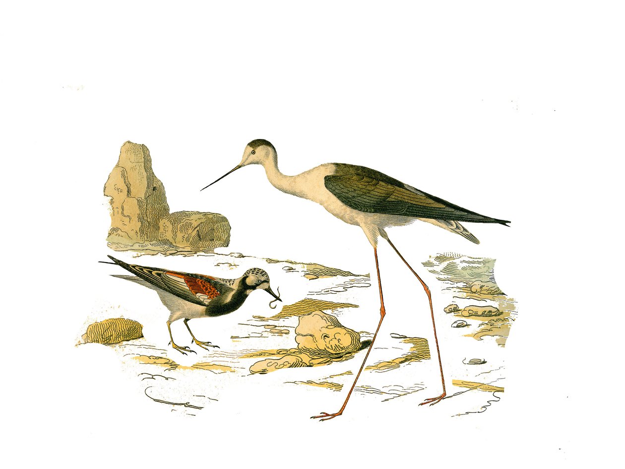 Placa de Historia Natural: Tabla zoológica que representa a los zancudos longirostros (con un pico largo y delgado): el vuelvepiedras y el escaldado. Placa extraída de los nueve volúmenes sobre aves en “Obras completas de Buffon” escritas por el naturalist de Edouard Travies