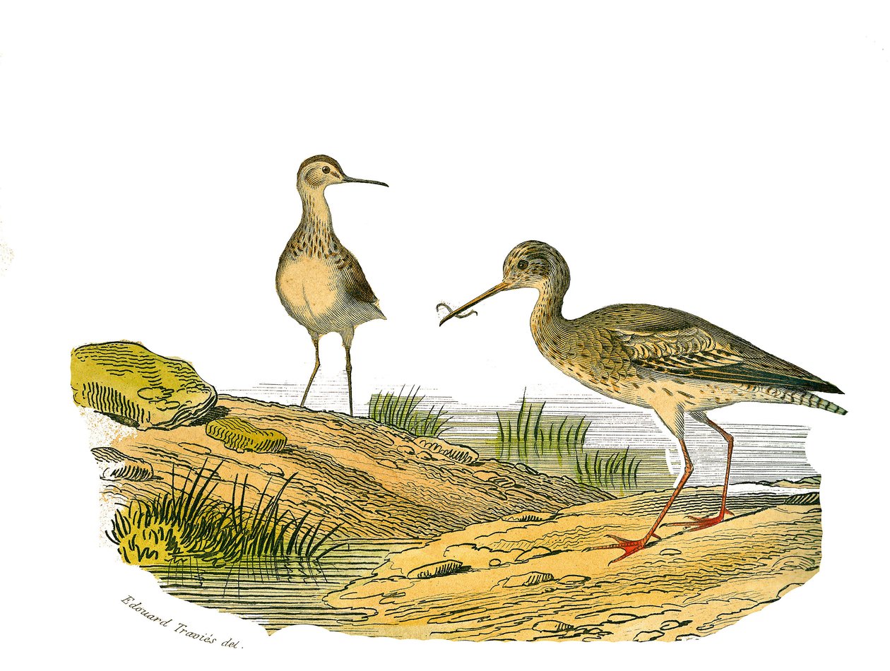 Lámina de Historia Natural: Tablero zoológico que representa zancudas longirostras de Edouard Travies