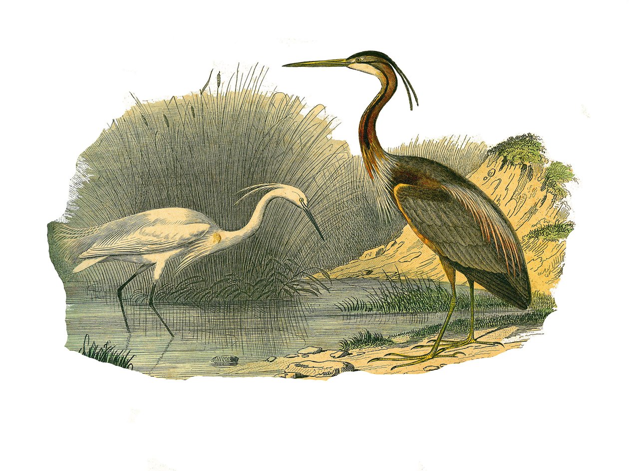 Lámina de historia natural: Lámina zoológica que representa aves acuáticas y zancudas cultrirostras (con picos grandes, largos y fuertes): garceta y garza púrpura. Lámina extraída de los nueve volúmenes sobre aves en 
