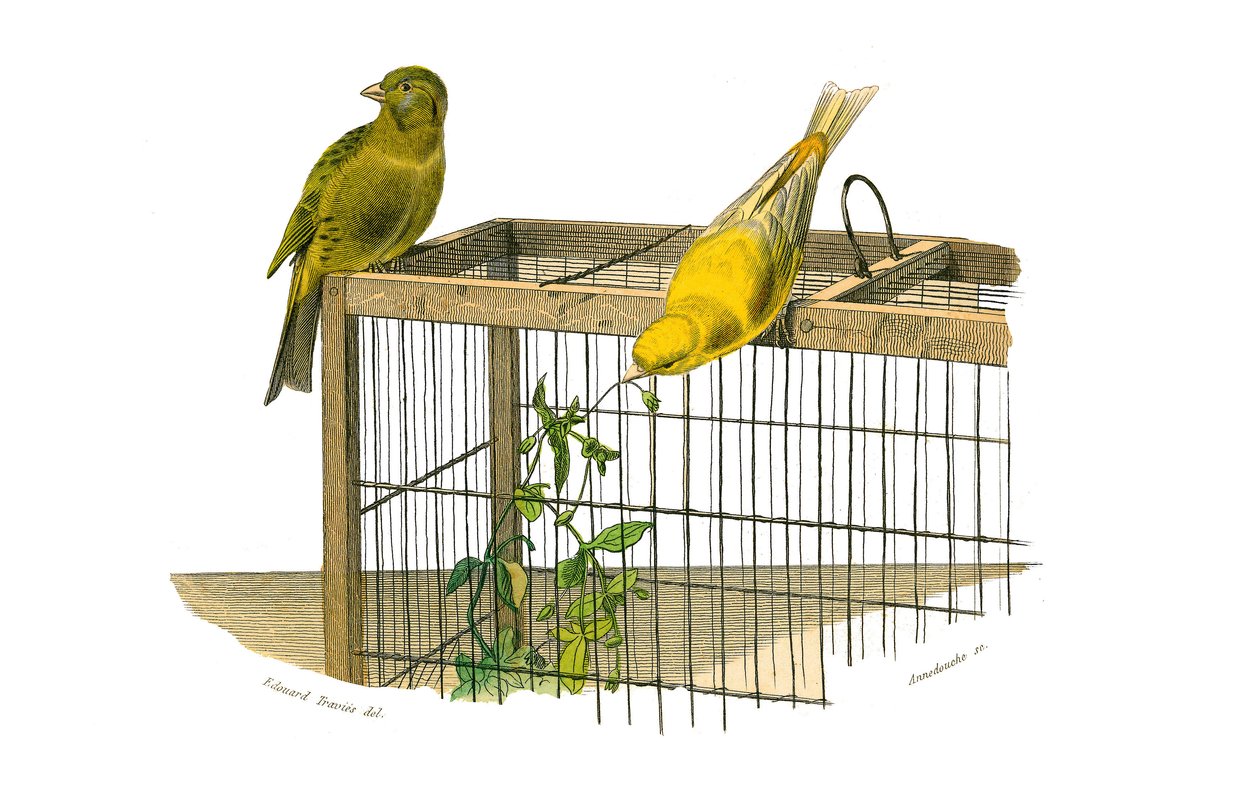Lámina de historia natural: Lámina zoológica que representa paseriformes conirrostros (pico cónico). Las Islas Canarias. Lámina extraída de los nueve volúmenes sobre aves en 