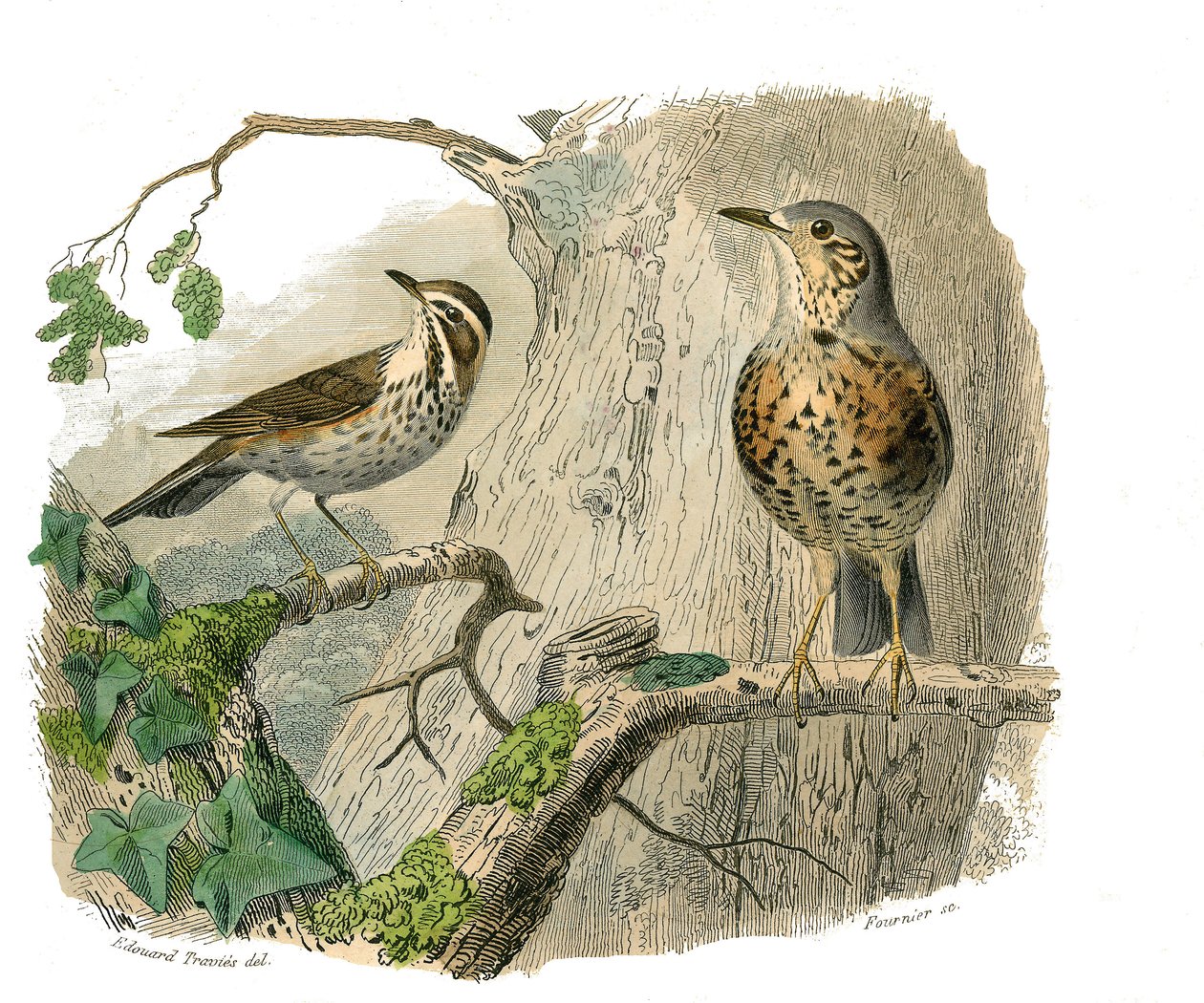 Placa de Historia Natural: Tabla zoológica que representa paseriformes conirostros (pico cónico). El maldito y los desagües. Placa extraída de los nueve volúmenes sobre aves en “Obras completas de Buffon” escritas por el naturalista Georges Louis Leclerc,  de Edouard Travies