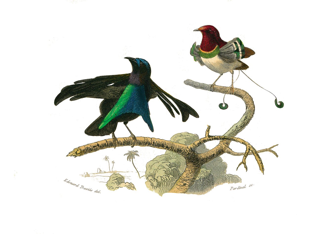 Tablero zoológico que representa paseriformes conirostros (pico cónico). El manucode negro y el manucode. Lámina extraída de los nueve volúmenes sobre aves en 