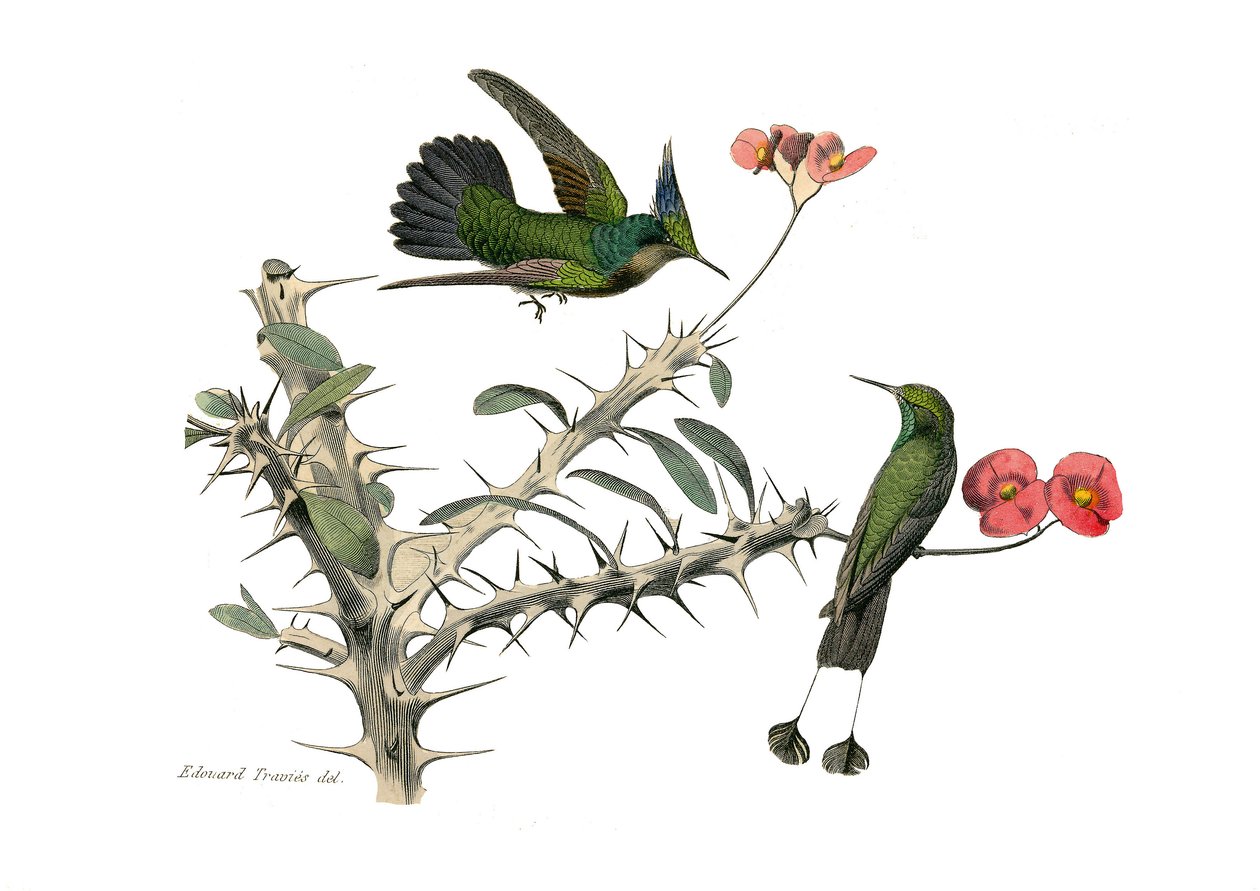 Tablero zoológico que representa paseriformes conirostros (pico cónico). El pájaro mosca abubilla y el pájaro mosca raqueta. Lámina extraída de los nueve volúmenes sobre aves en 
