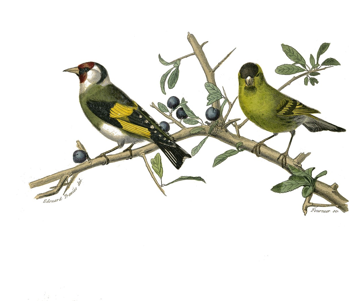 Tablero de historia natural: Tablero zoológico que representa paseriformes conirostros de Edouard Travies