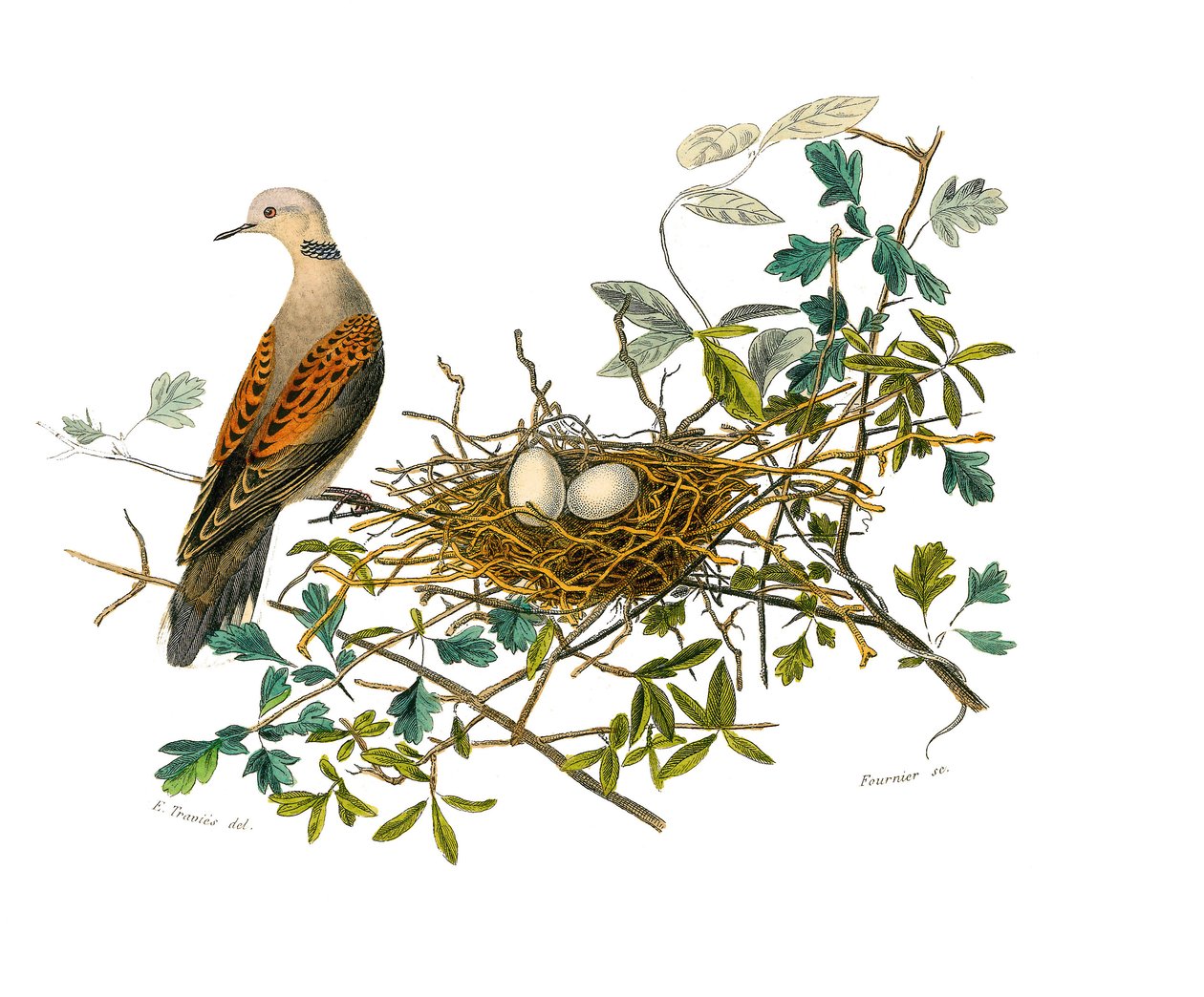Placa de Historia Natural: Tabla zoológica que representa gallináceas: la paloma cerca de su nido. Placa extraída de los nueve volúmenes sobre aves en “Obras completas de Buffon” escritas por el naturalista Georges Louis Leclerc, Conde de Buffon (1707-1788 de Edouard Travies