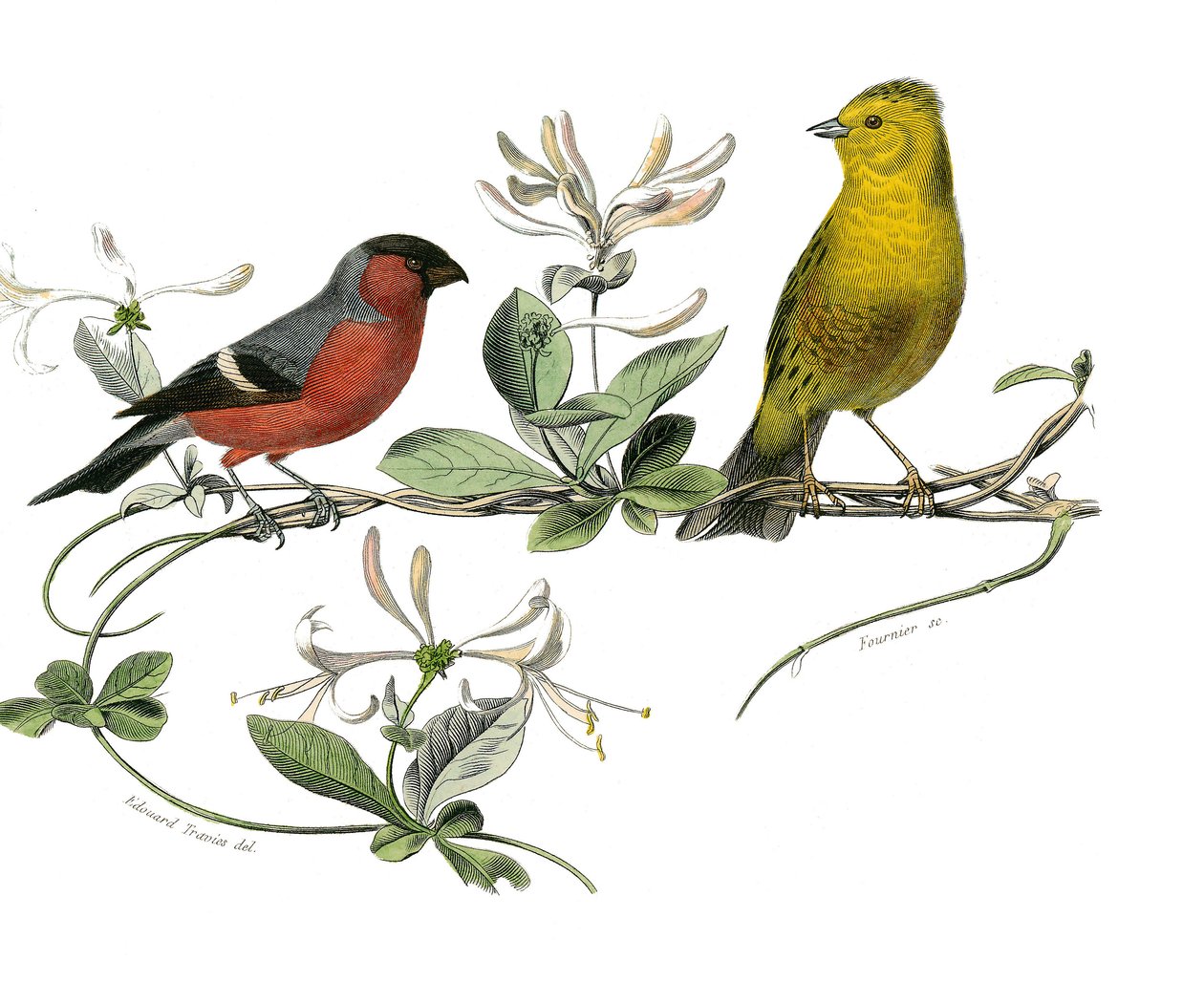 Historia natural: Tabla zoológica que representa el bouvreuil y el gorrión de Francia. Lámina extraída de los nueve volúmenes sobre aves en 