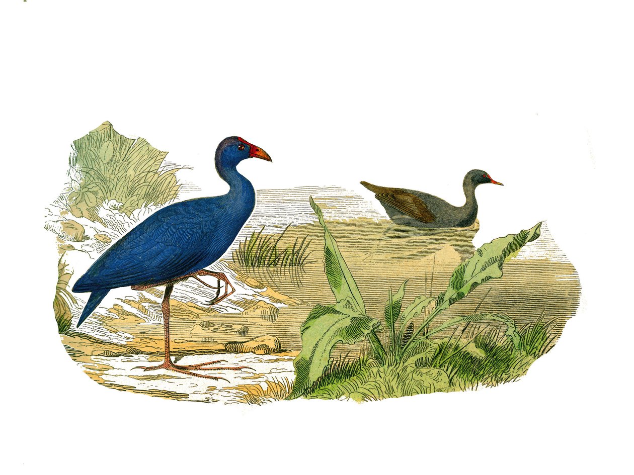 Tabla de historia natural: Tabla zoológica que representa aves limícolas longirrostros (pico largo y delgado): la gallina sultana y la polla de agua. Placa extraída de los nueve volúmenes sobre aves en “Obras completas de Buffon” escritas por el naturalist de Edouard Travies