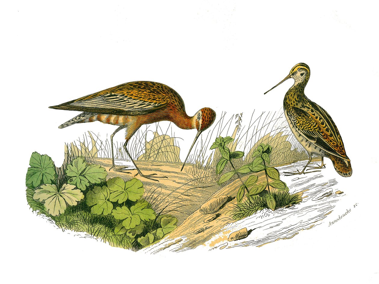 Historia natural: Tabla zoológica que representa sombreados longirrostros de Edouard Travies