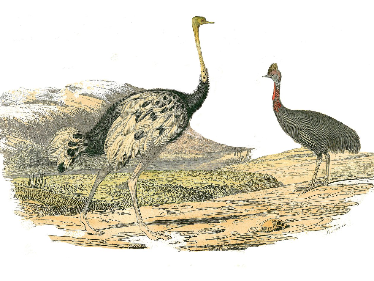 Tabla de historia natural: Tabla zoológica que representa a las zancudas: avestruz y casuario. Placa extraída de los nueve volúmenes sobre aves en 