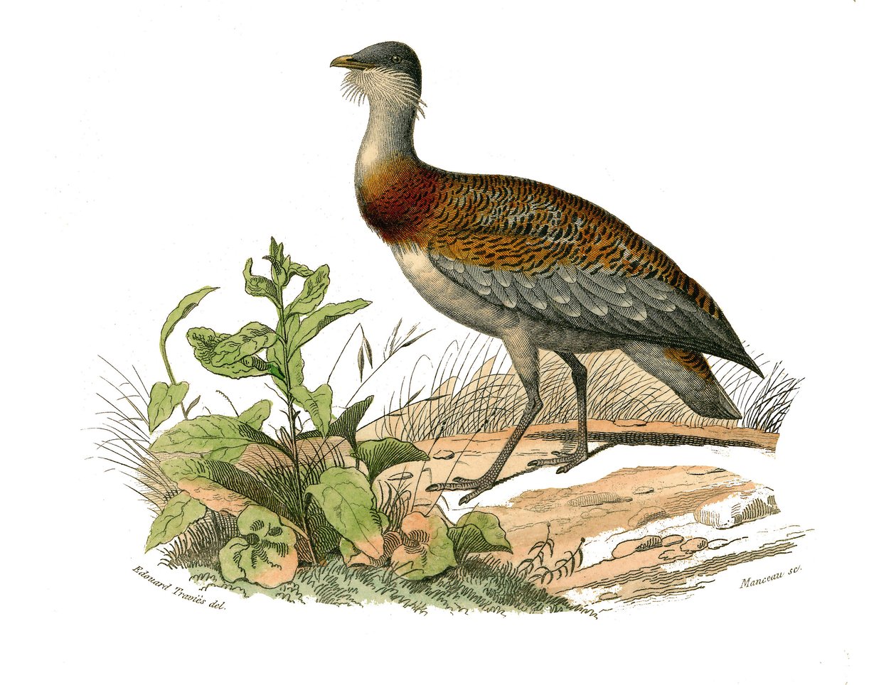 Tabla de historia natural: Tabla zoológica que representa a las zancudas: la avutarda. Placa extraída de los nueve volúmenes sobre aves en 