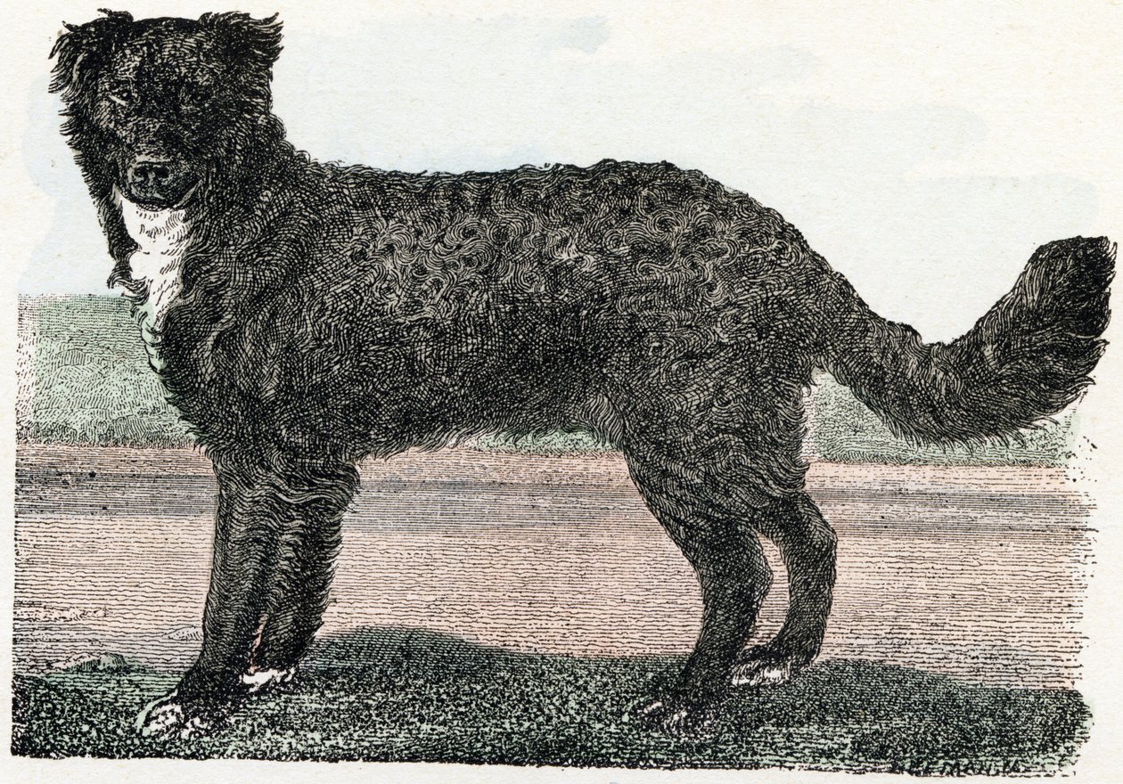 Terranova, Terranova - " El alfabeto ilustra los animales" siglo XIX (grabado) de Edouard Travies