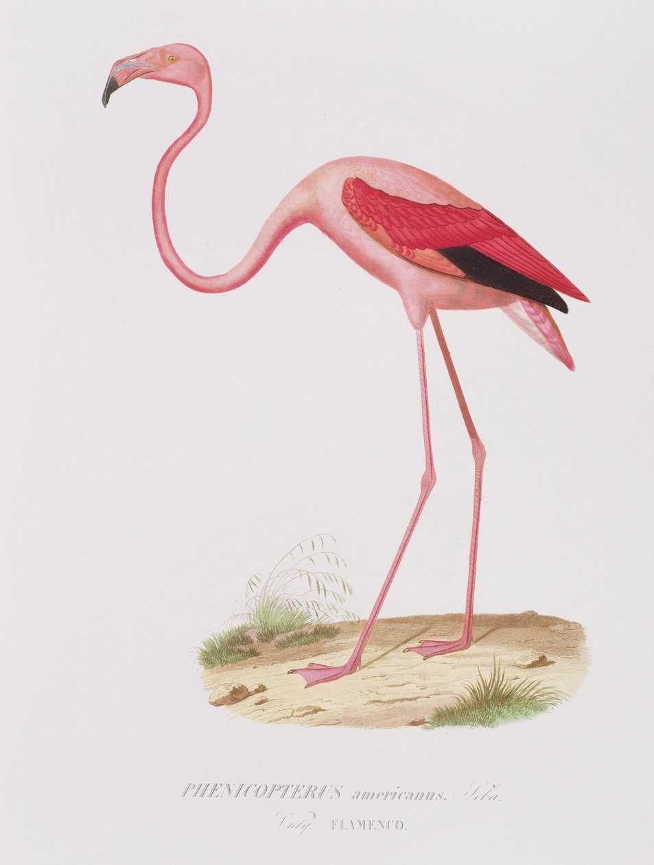 Phenicopterus americanus (Flamenco) grabado por Fournier, pub. por Bougeard de Edouard Travies