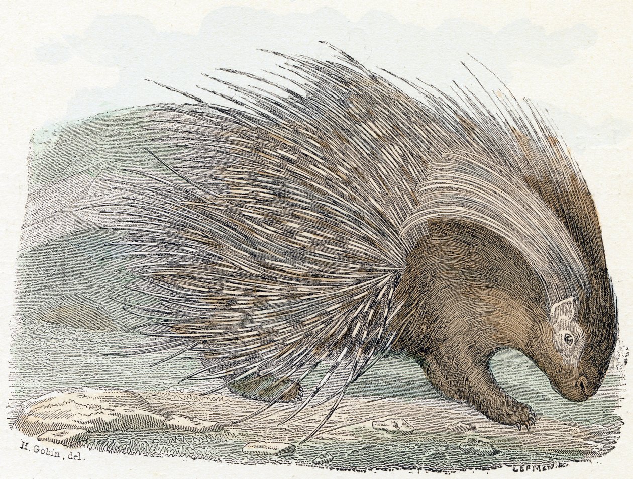 Epopeya del cerdo (porc-epic) - " Alfabeto ilustra animales" Siglo XIX (grabado) de Edouard Travies