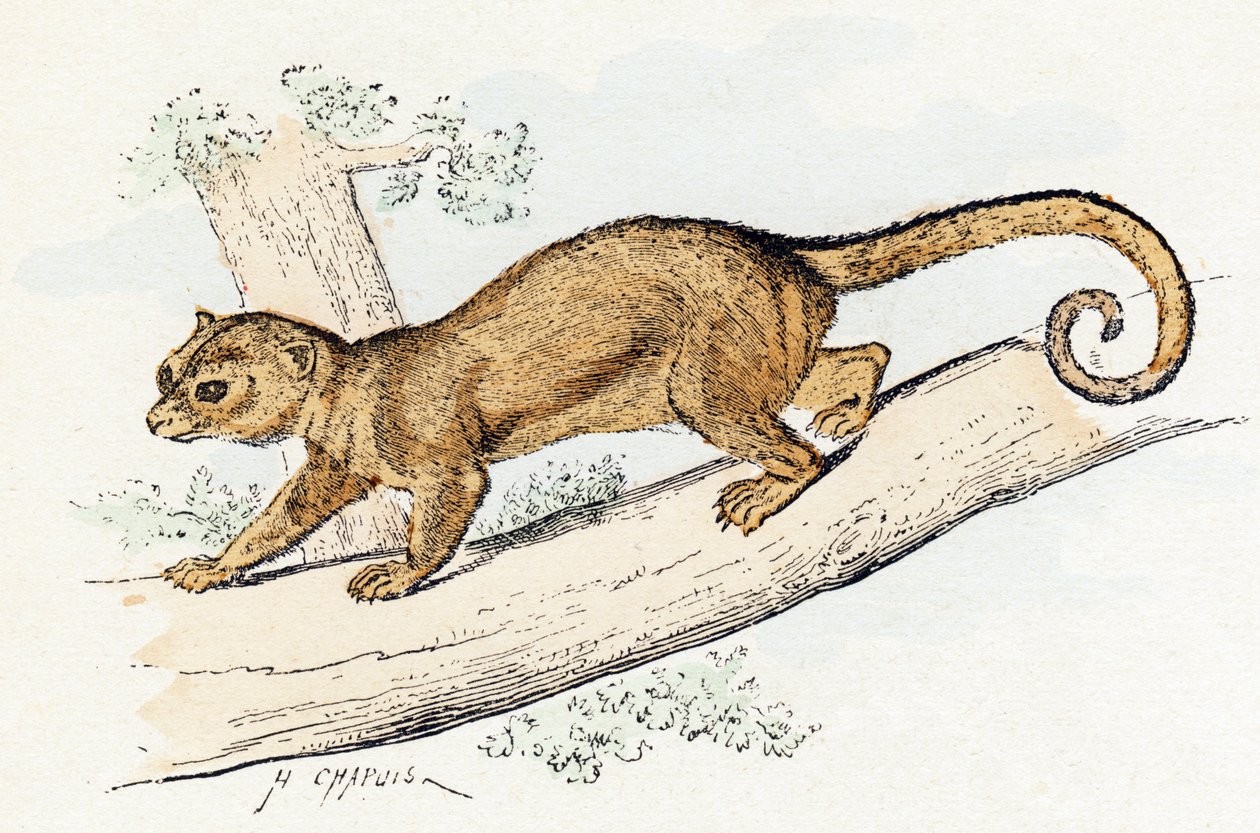 Quincajou (o Wolverine o Kinkajou) (potos) - " Alfabeto ilustra animales" siglo XIX (grabado) de Edouard Travies