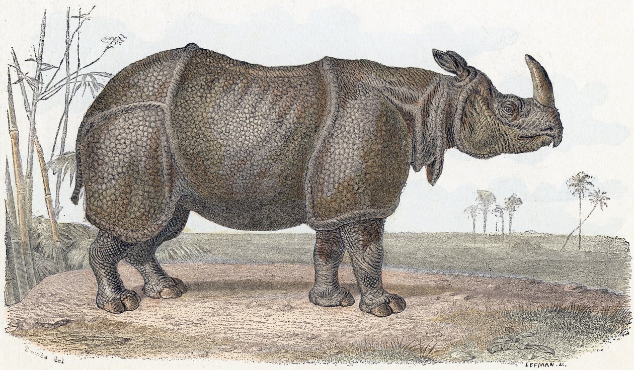 Rinoceronte - " Alfabeto ilustra animales" siglo XIX (grabado) de Edouard Travies