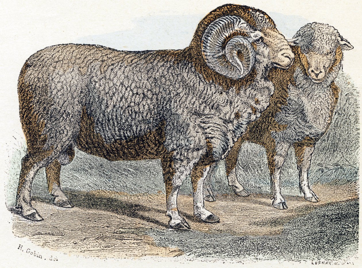 Oveja- " Alfabeto ilustra animales" siglo XIX (grabado) de Edouard Travies