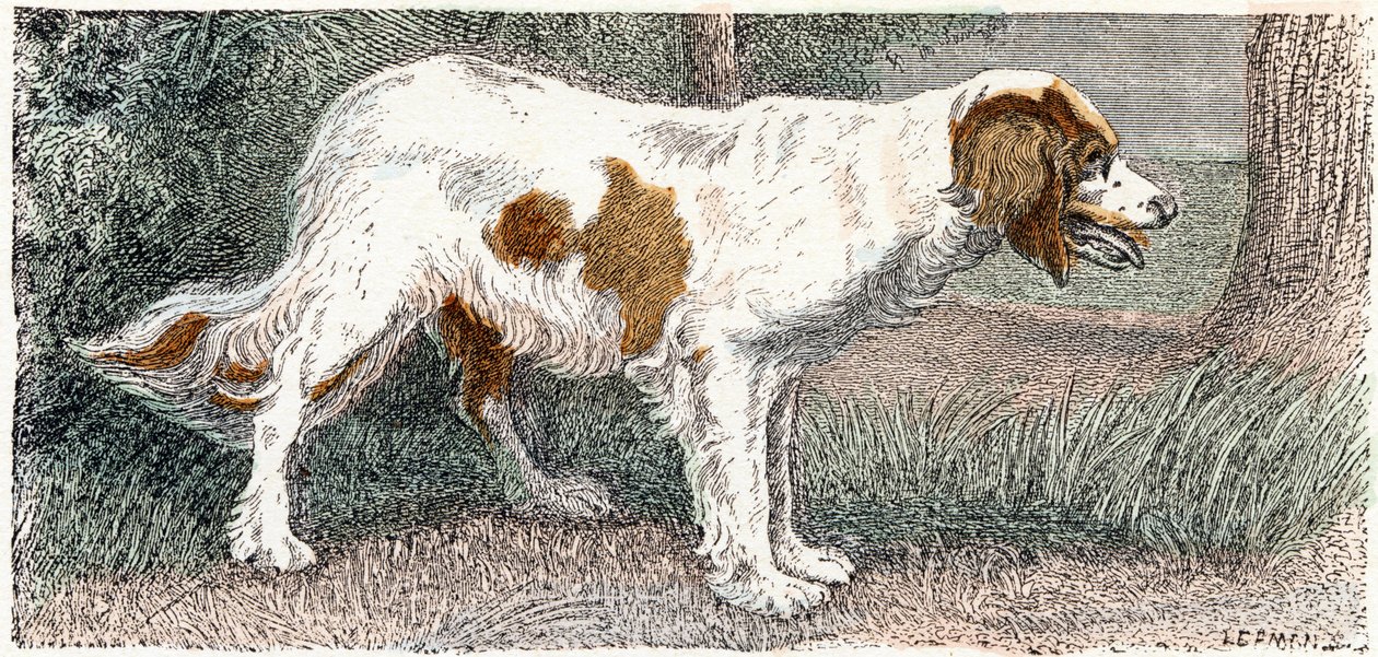 Spagneul (perro)- " Alfabeto ilustra animales" siglo XIX (grabado) de Edouard Travies