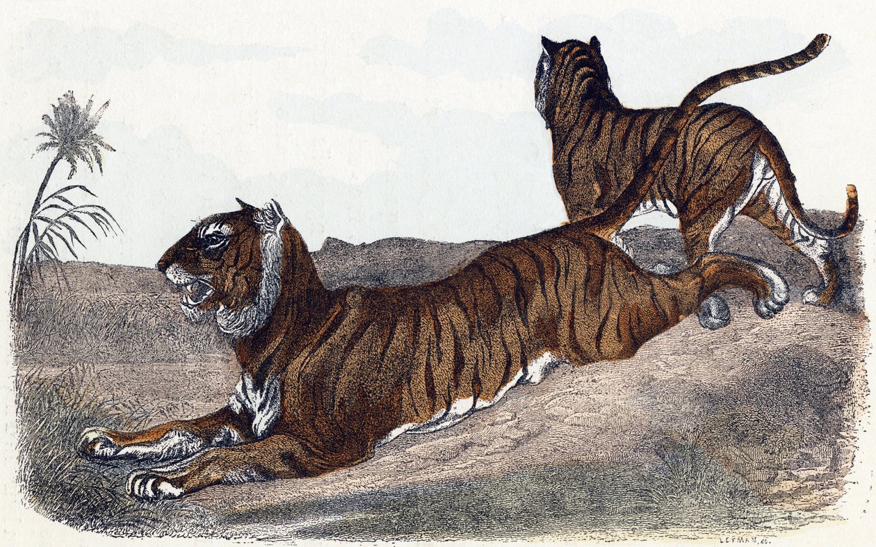 Tigres - " Alfabeto ilustra animales" siglo XIX (grabado) de Edouard Travies