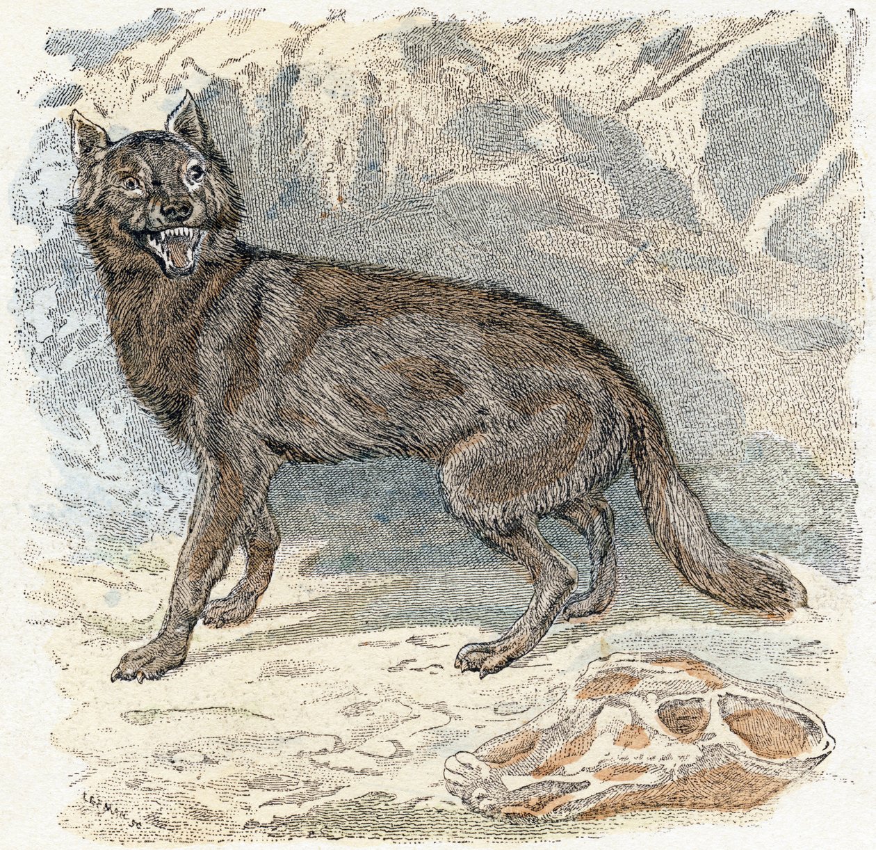 Lobo- " Alfabeto ilustra animales" siglo XIX (grabado) de Edouard Travies