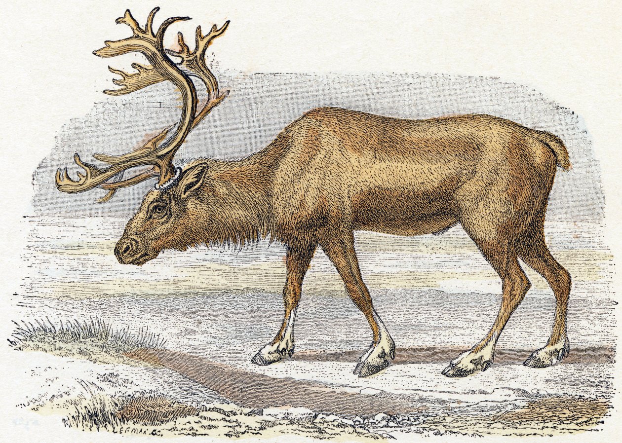 Xandarus - " Alfabeto ilustra animales" siglo XIX (grabado) de Edouard Travies