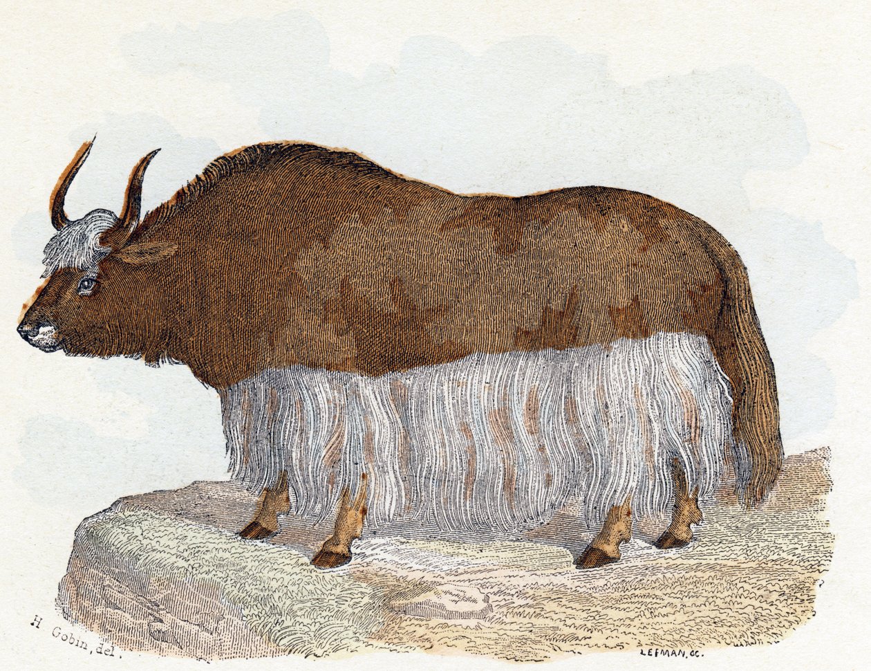 Yack (yak) - " Alfabeto ilustra animales" siglo XIX (grabado) de Edouard Travies
