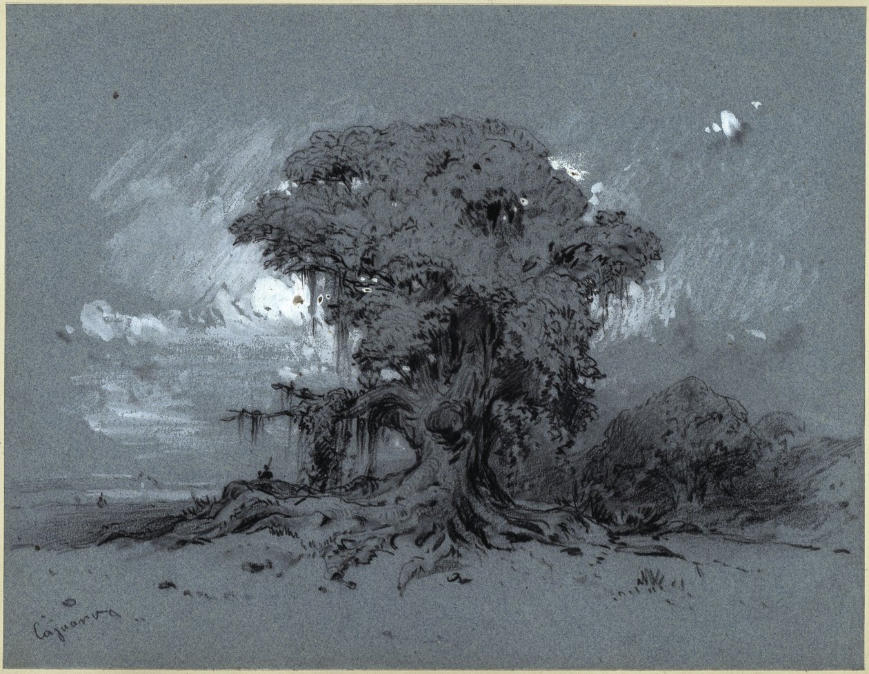 Árbol centenario de Eduard Hildebrandt
