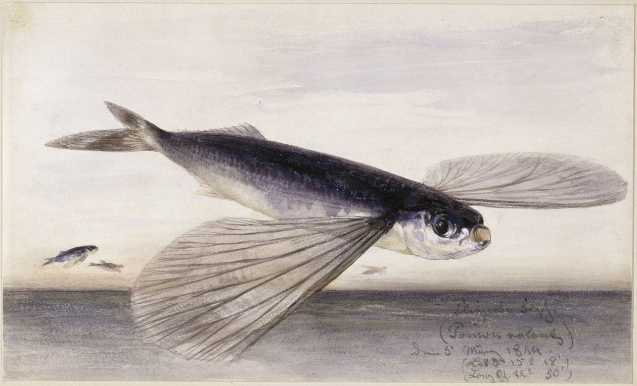 Estudios sobre peces (pez volador) de Eduard Hildebrandt