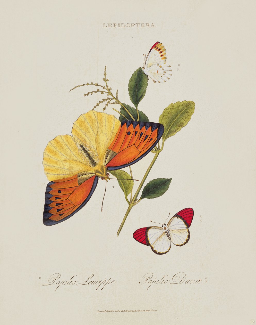 Mariposas: Papilio Leucippe; Papilio Danae, publicado por el artista, 1800 de Edward Donovan