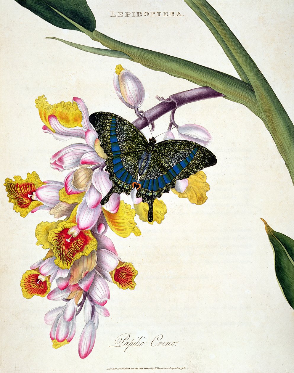 Mariposa: Papilo Crino, publicado por el artista, 1798 de Edward Donovan