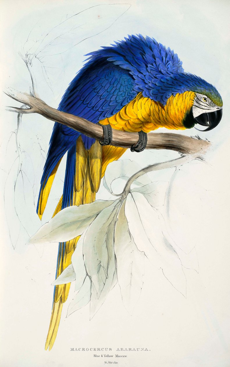 Ara ararauna de Edward Lear