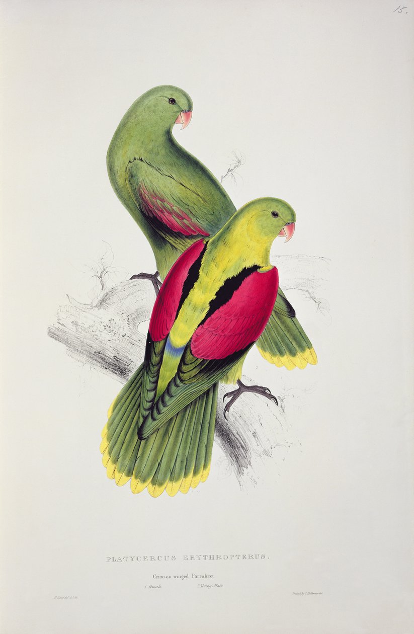 Periquito de Alas Carmesí de Edward Lear