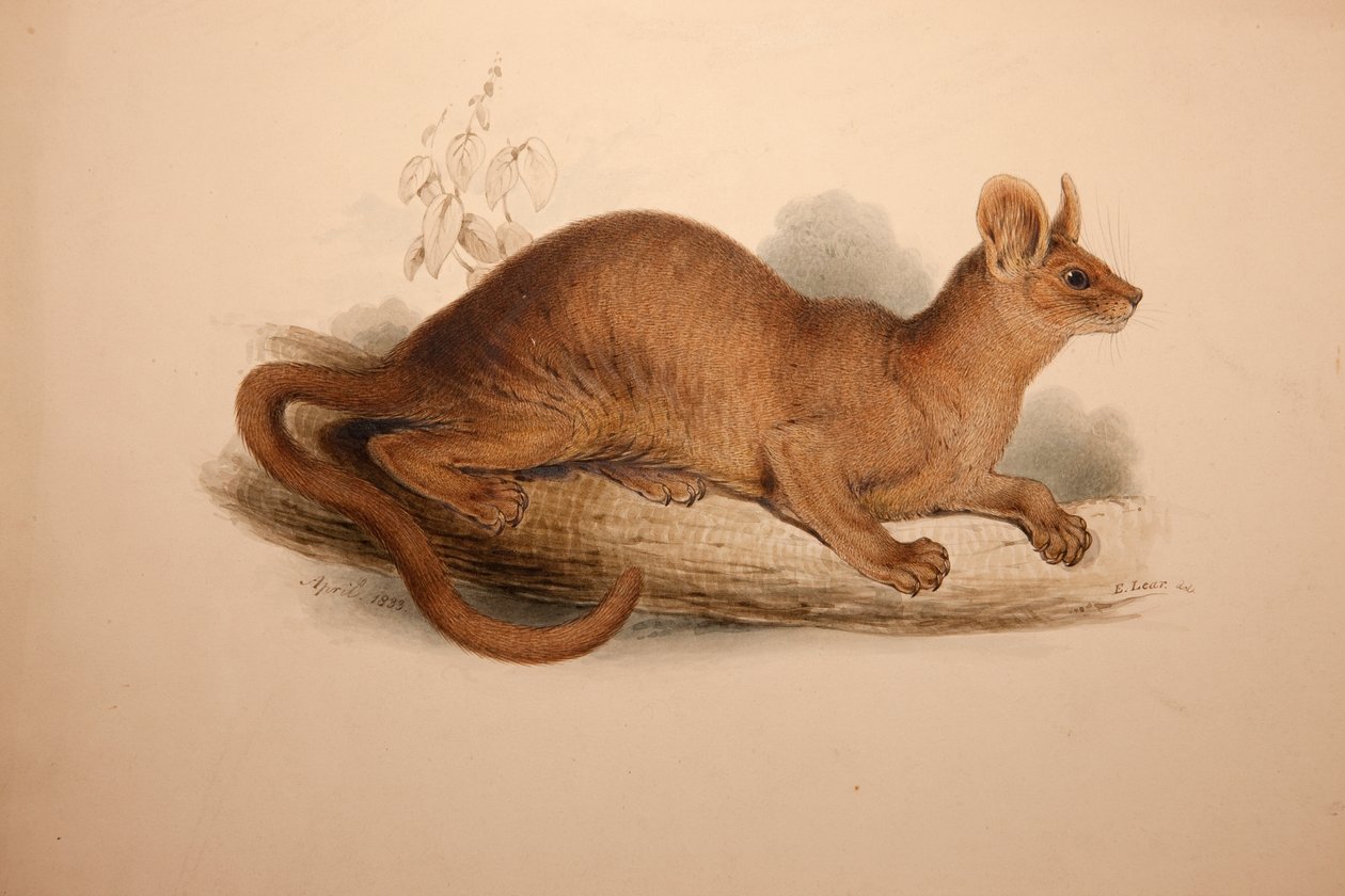 Cryptoprocta ferox, 1833 de Edward Lear