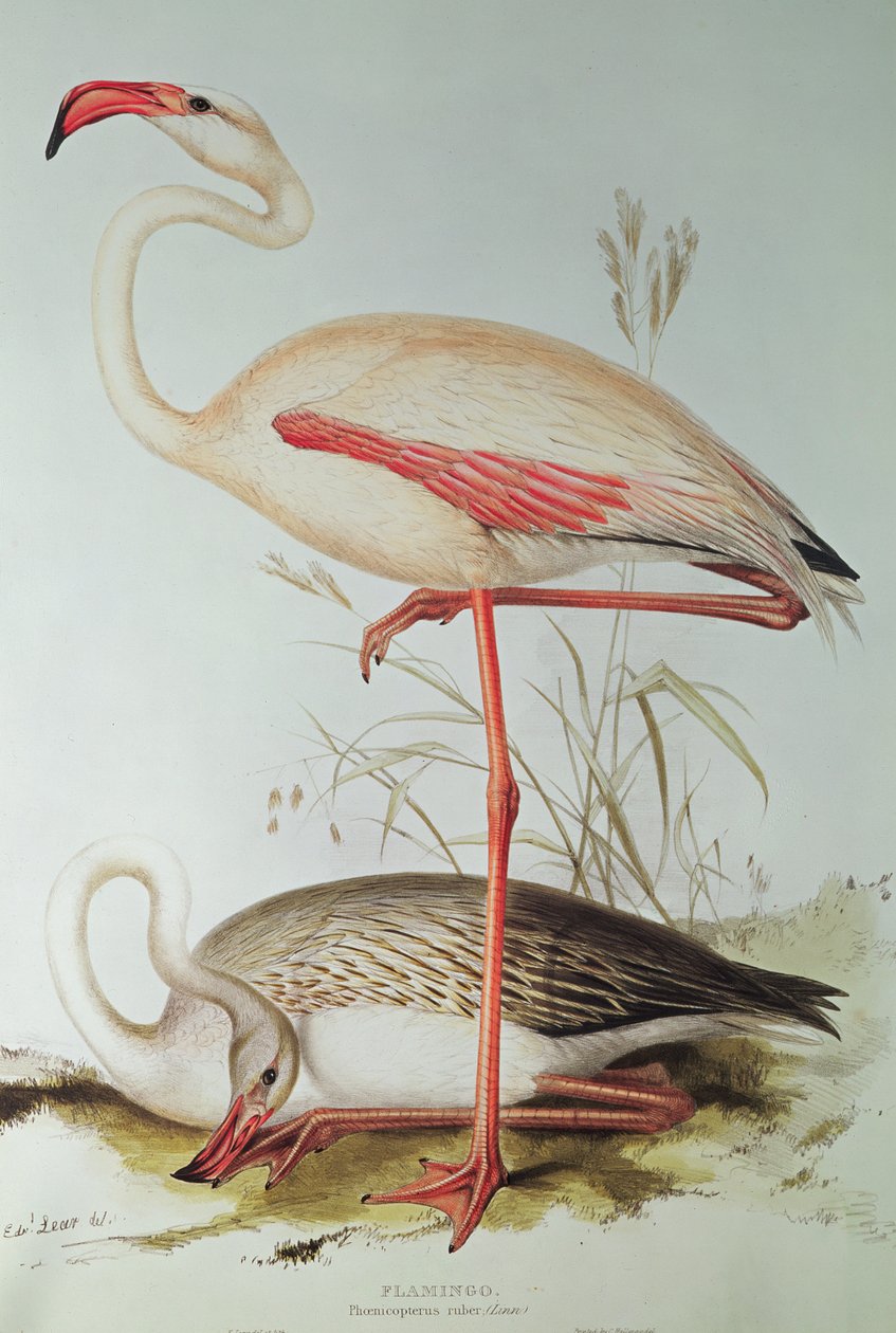 Flamenco de Edward Lear