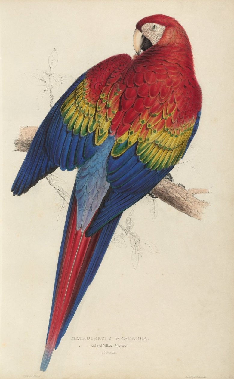 Ilustraciones de la familia de Psittacidæ, o loros, lámina 7 de Edward Lear