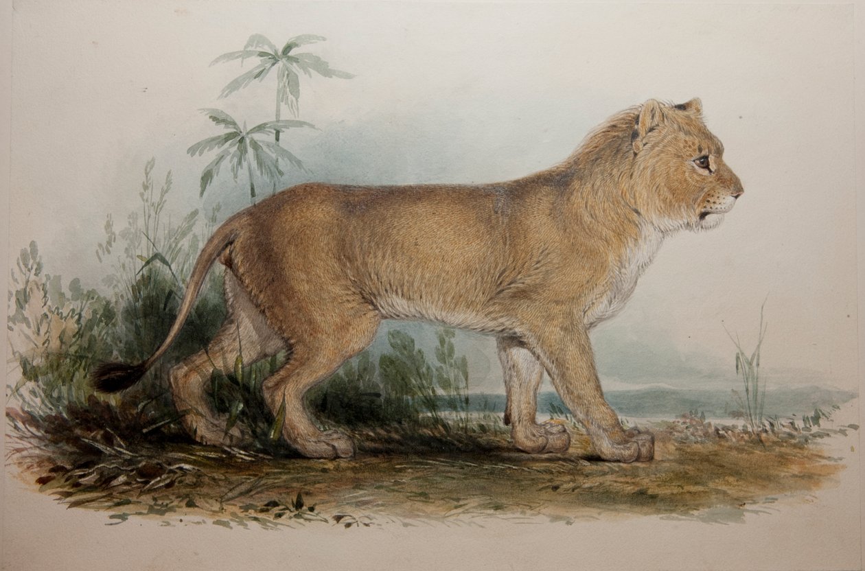 León sin melena de Guzerat, 1835 de Edward Lear