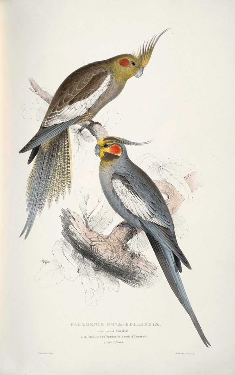 Nymphicus hollandicus de Edward Lear