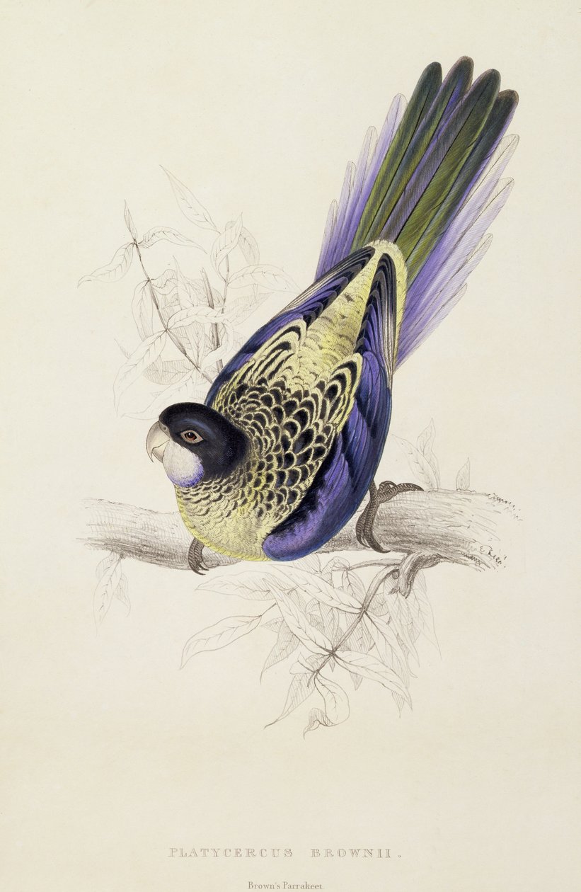 Platycercus Brownii, o Periquito de Brown (Placa 20), 1832 de Edward Lear