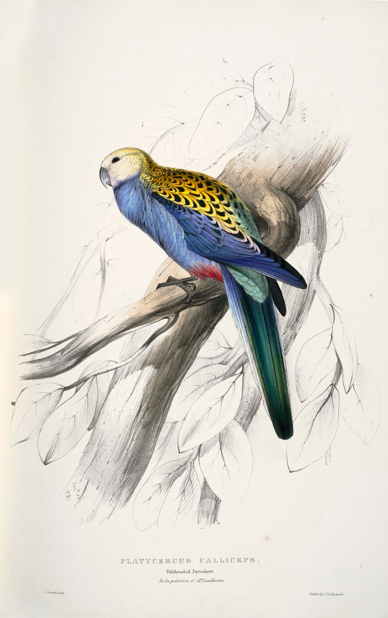 Platycercus adscitus de Edward Lear