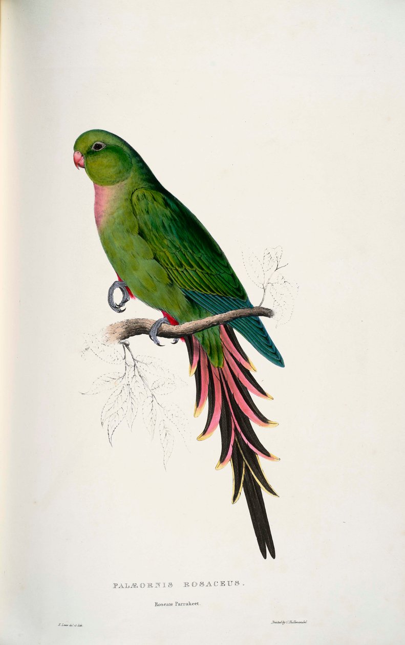 Polytelis alexandrae de Edward Lear