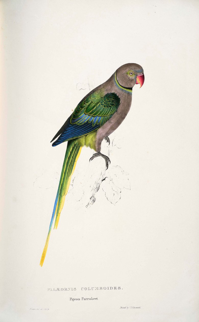 Psittacula columboides de Edward Lear