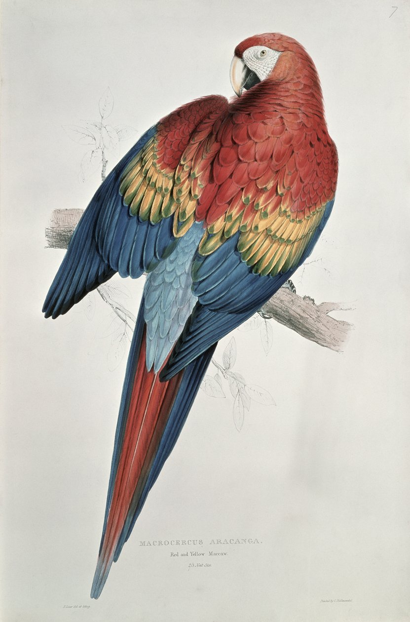 Guacamayo rojo y amarillo de Edward Lear