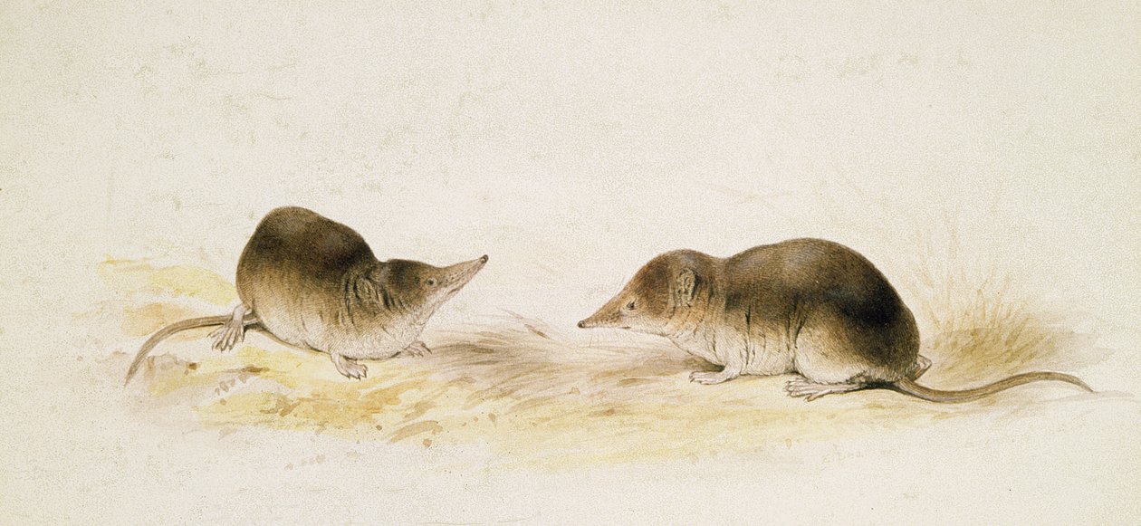 Musarañas de Edward Lear