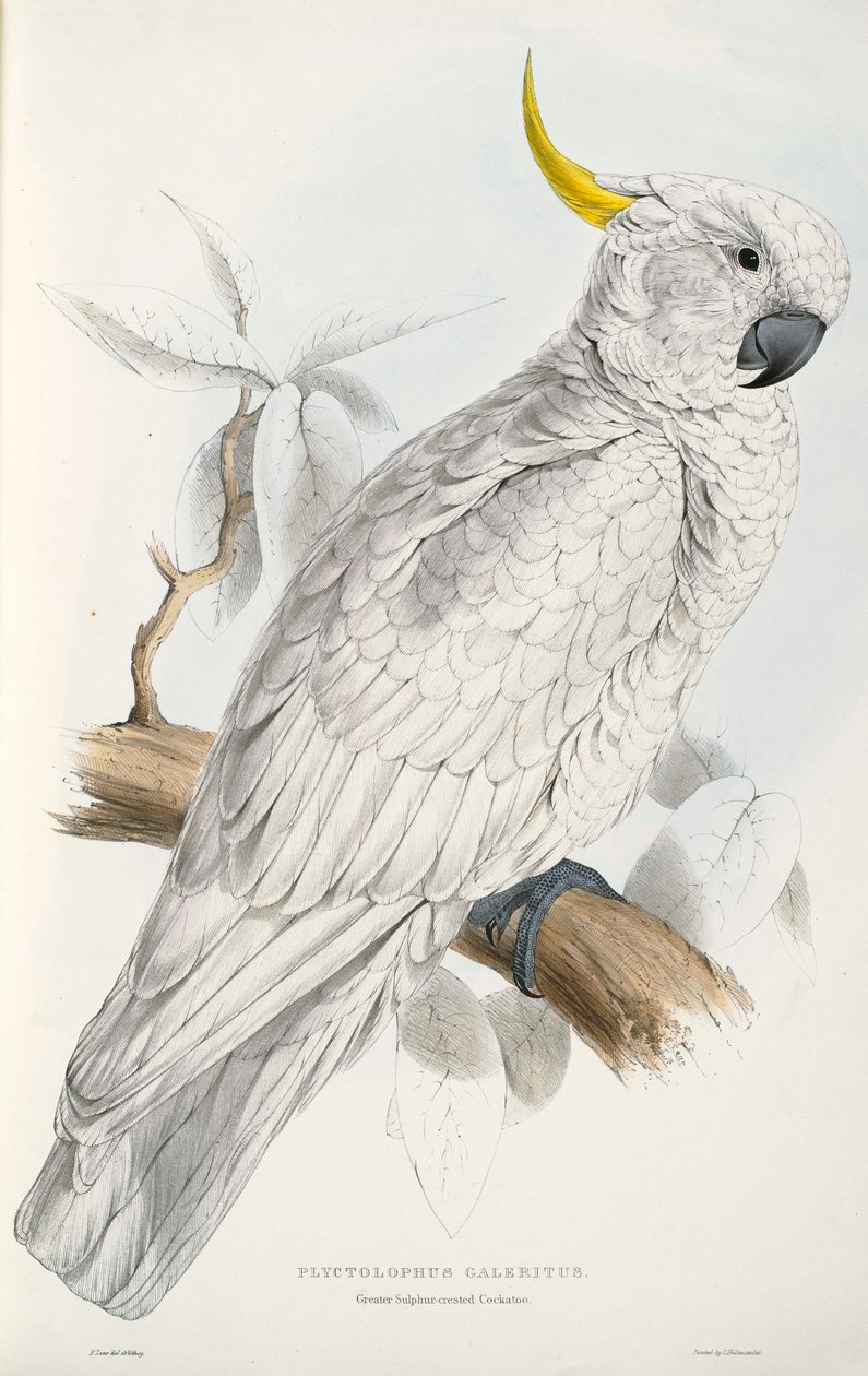 Cacatúa de cresta azufrada de Edward Lear